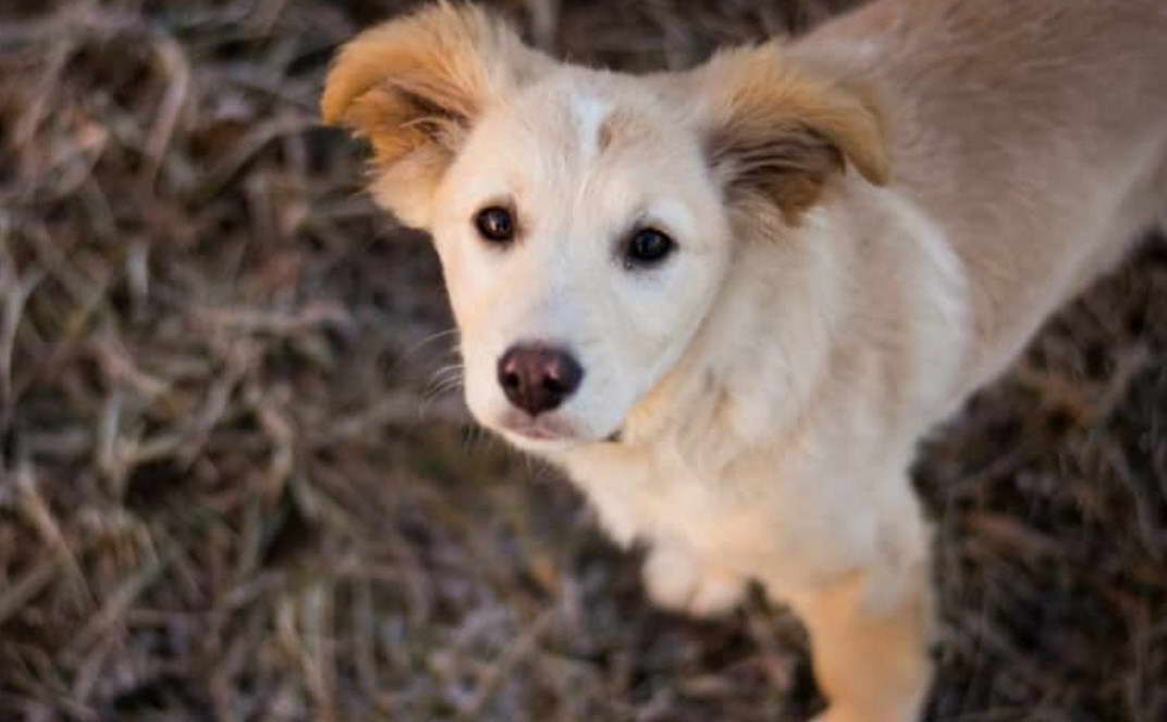 Golden Retriever Terrier Mix Puppy