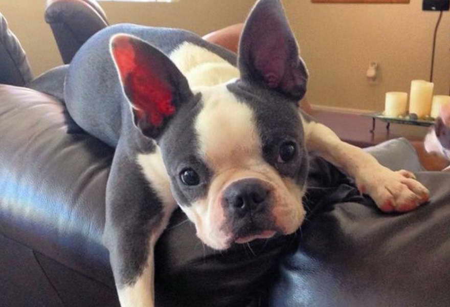 Grey And White Boston Terrier