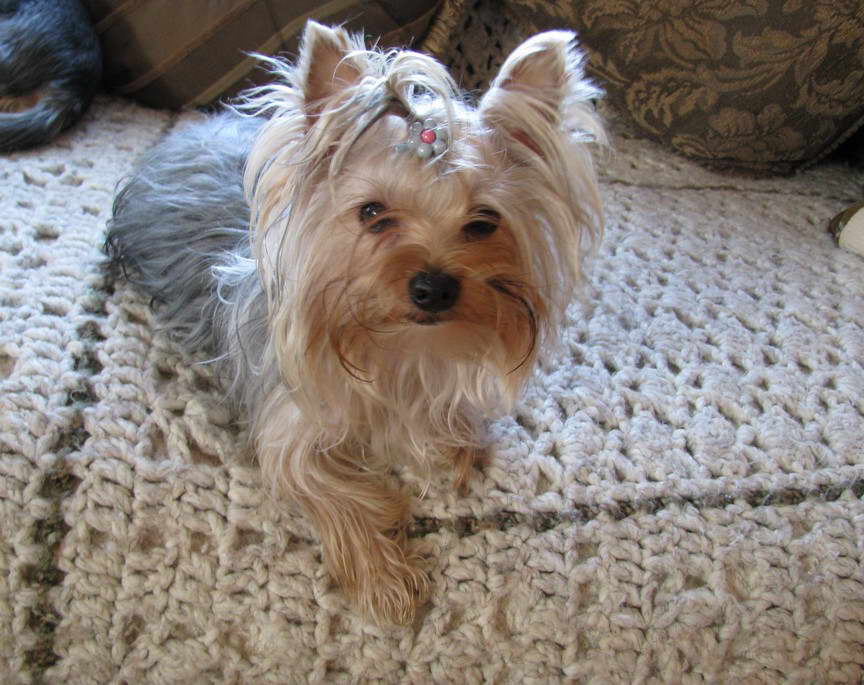 Grey Yorkshire Terrier