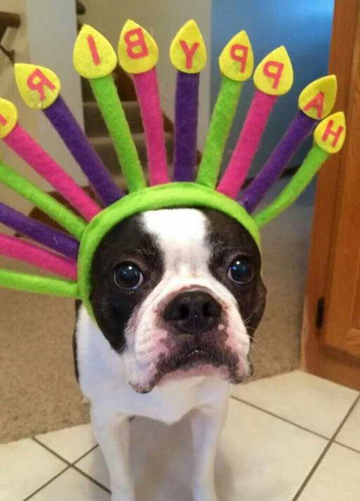 Happy Birthday Boston Terrier Gif