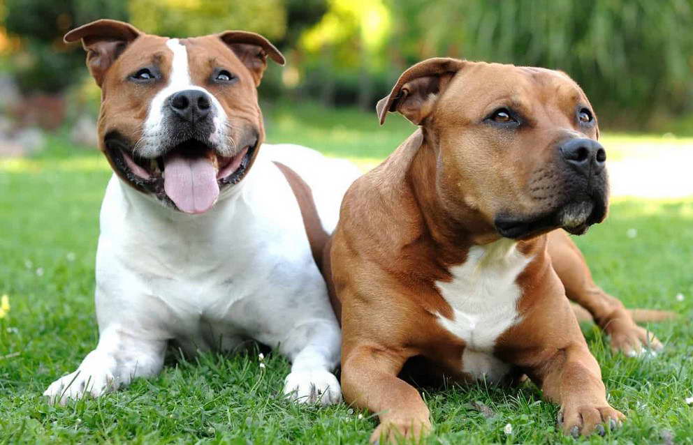 How Much Do American Staffordshire Terrier Cost