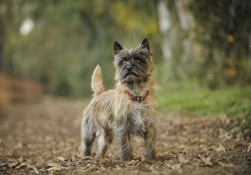 how much does a cairn terrier cost