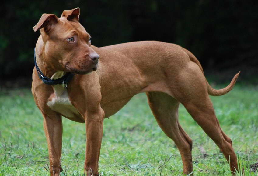 How Much Is A Pit Bull Terrier