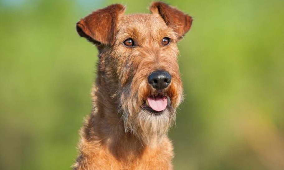 Irish Terrier Breeders Near Me