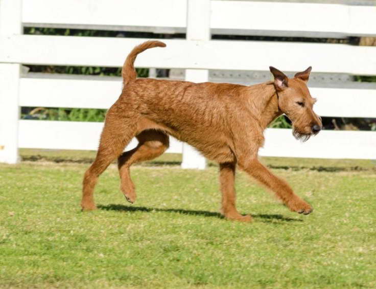 irish terrier lab mix