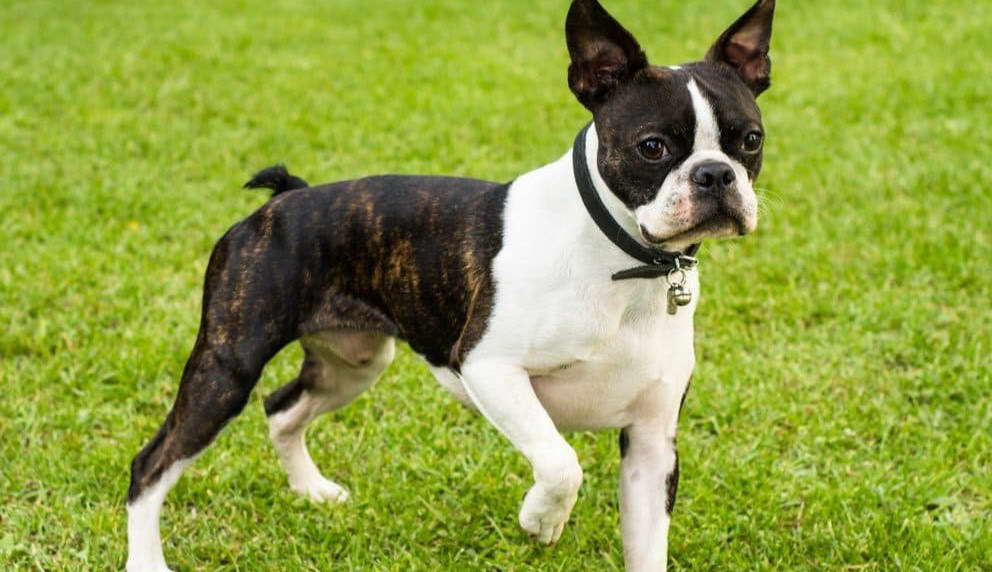 Is A Boston Terrier Hypoallergenic