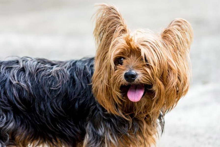 Is a Yorkshire Terrier Hypoallergenic