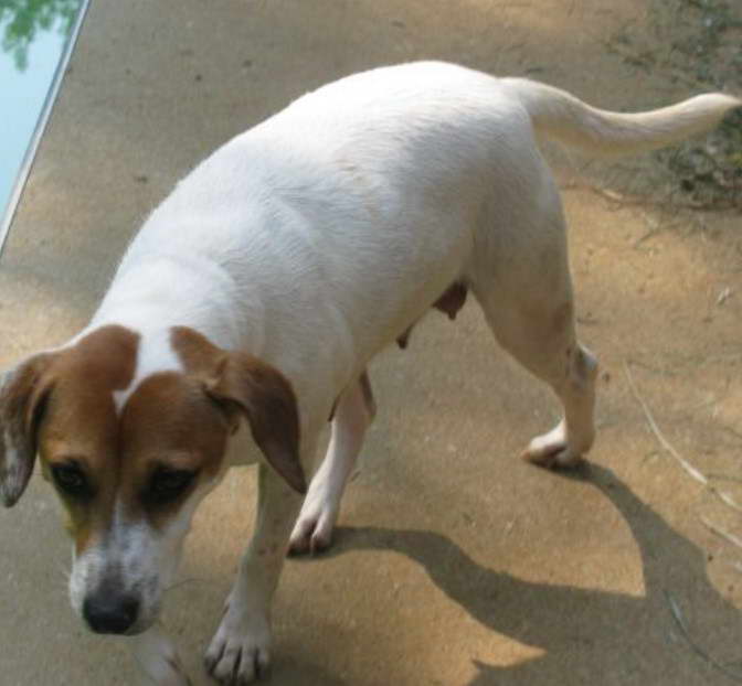 Jack Russell Beagle Terrier Mix