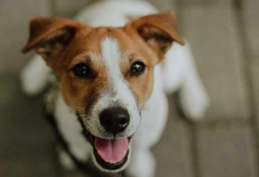 Jack Russell Terrier And Lab Mix