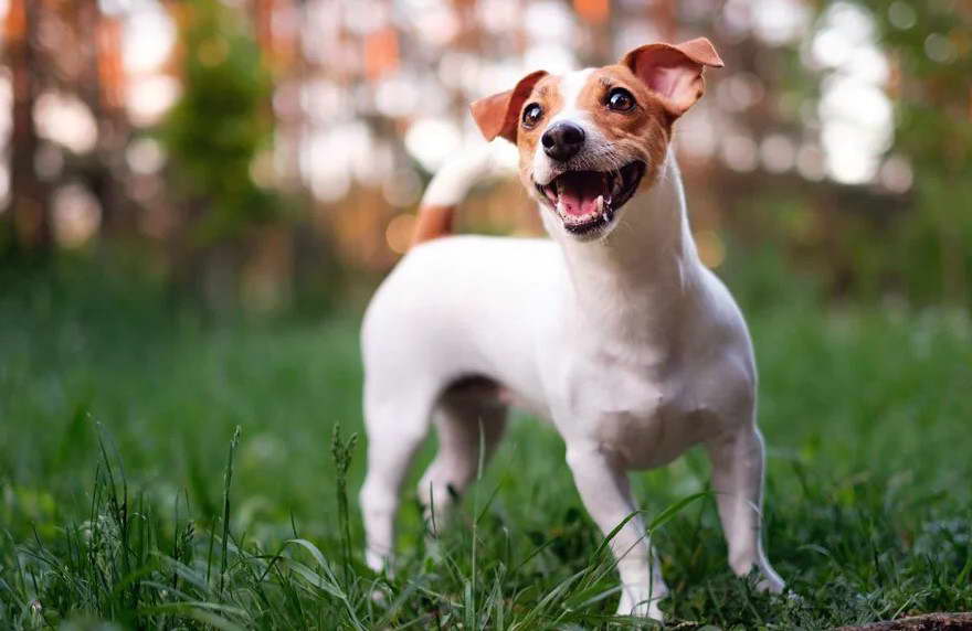 Jack Russell Terrier For Sale Los Angeles