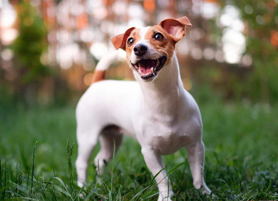 jack russell terrier for sale texas