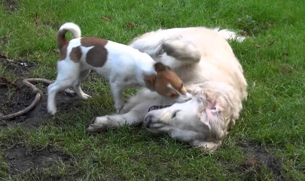 Jack Russell Terrier Golden Retriever Mix