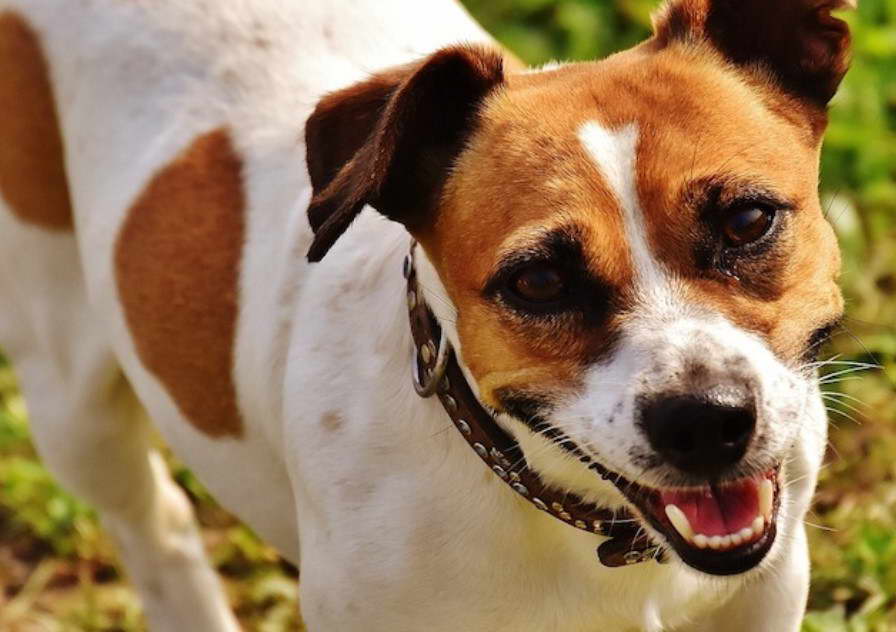 Jack Russell Terrier Hound Mix