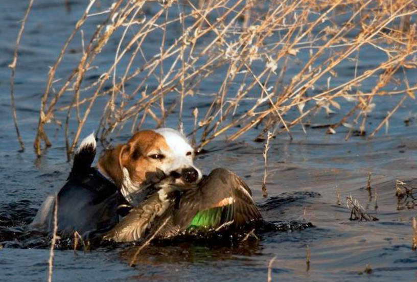 Jack Russell Terrier Hunting