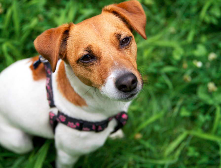 Jack Russell Terrier Mix For Adoption