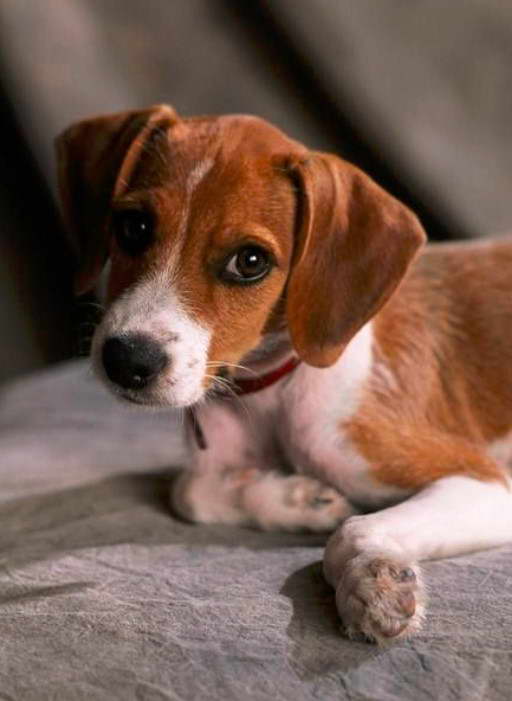 Jack Russell Terrier Mixed With Beagle