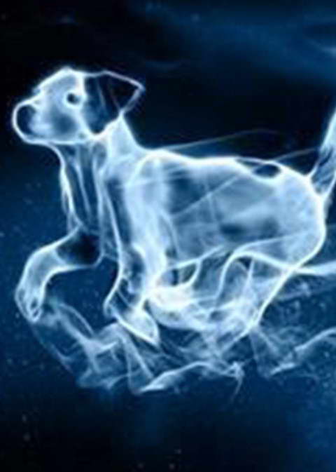 Jack Russell Terrier Patronus