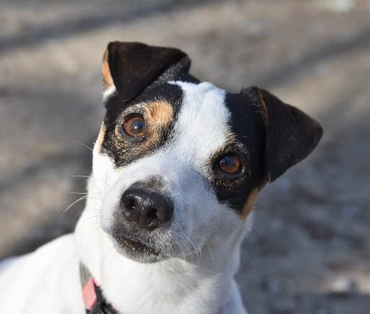 Jack Russell Terrier Rat Terrier Mix