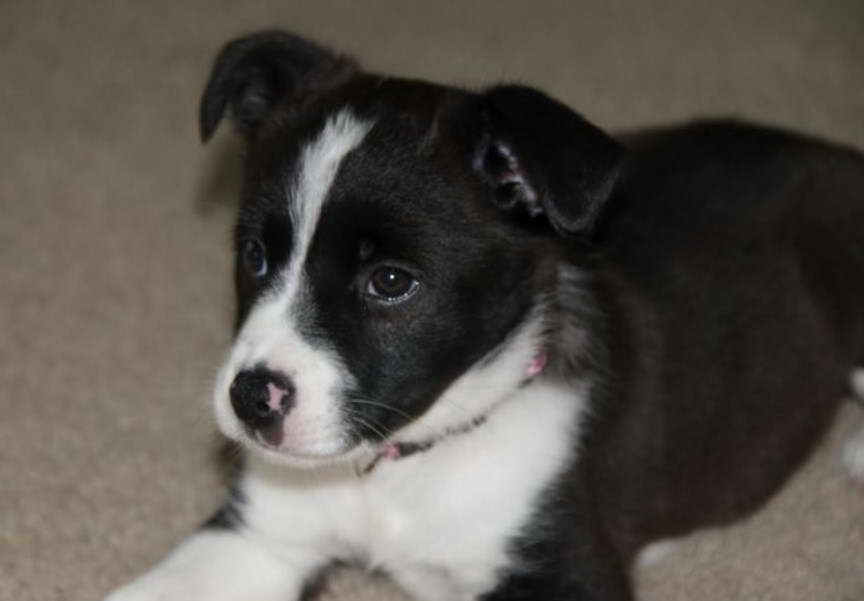 Jack Russell Terrier Shepherd Mix