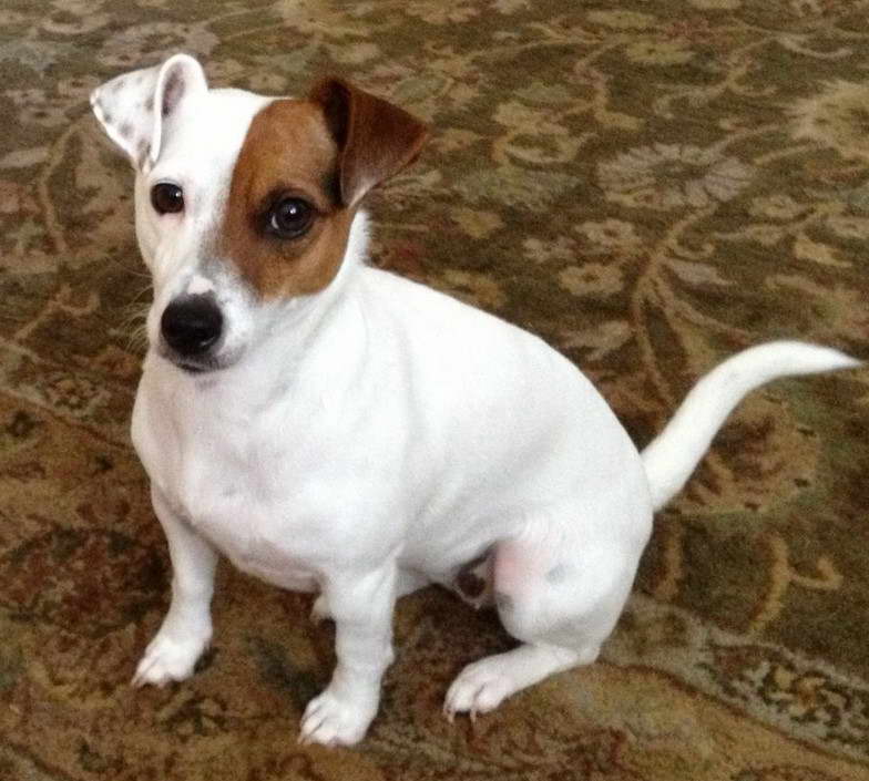 Jack Russell Terrier Tail