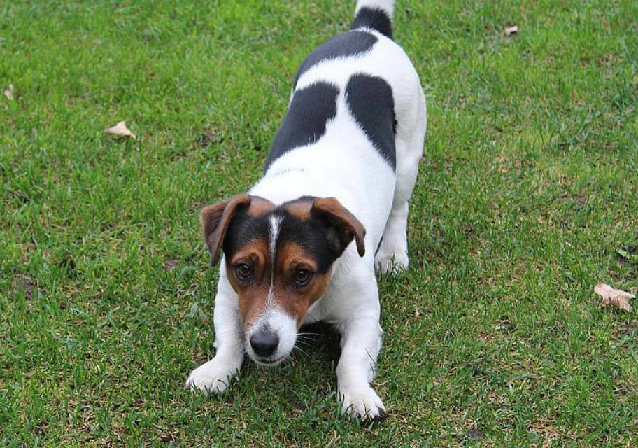 Jack Russell Terrier Tricolor