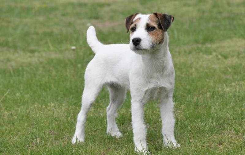 Jack Russell Terrier Wishbone