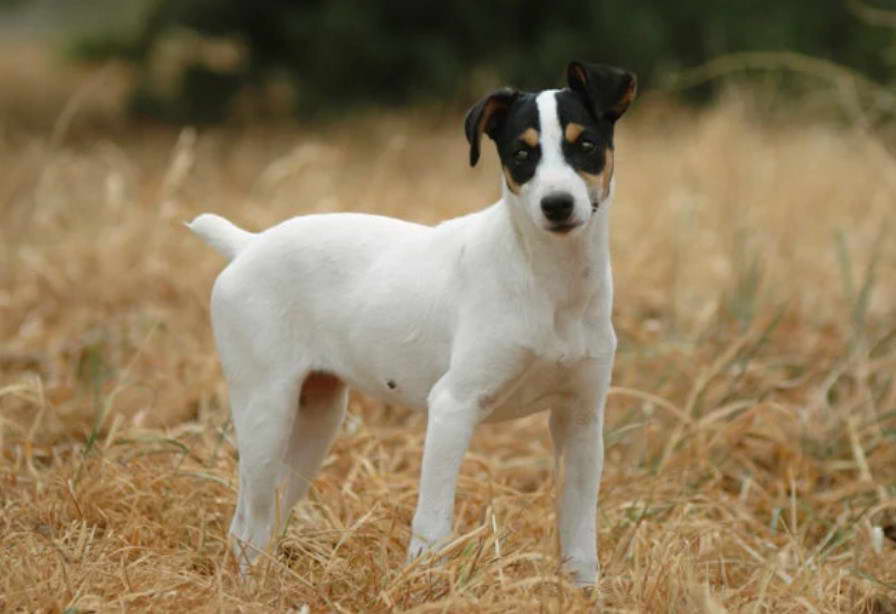 Jersey Terrier