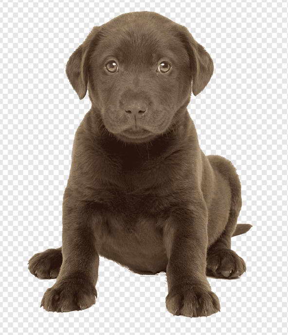 lab terrier puppy