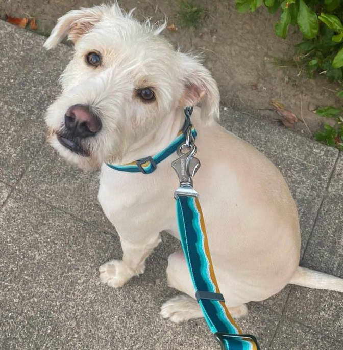 Labrador and Terrier Mix