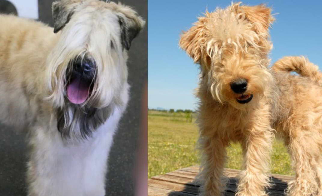 Lakeland Terrier vs Welsh Terrier