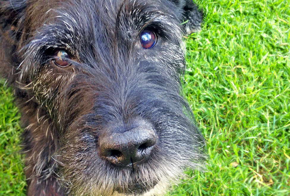 Long Haired Patterdale Terrier