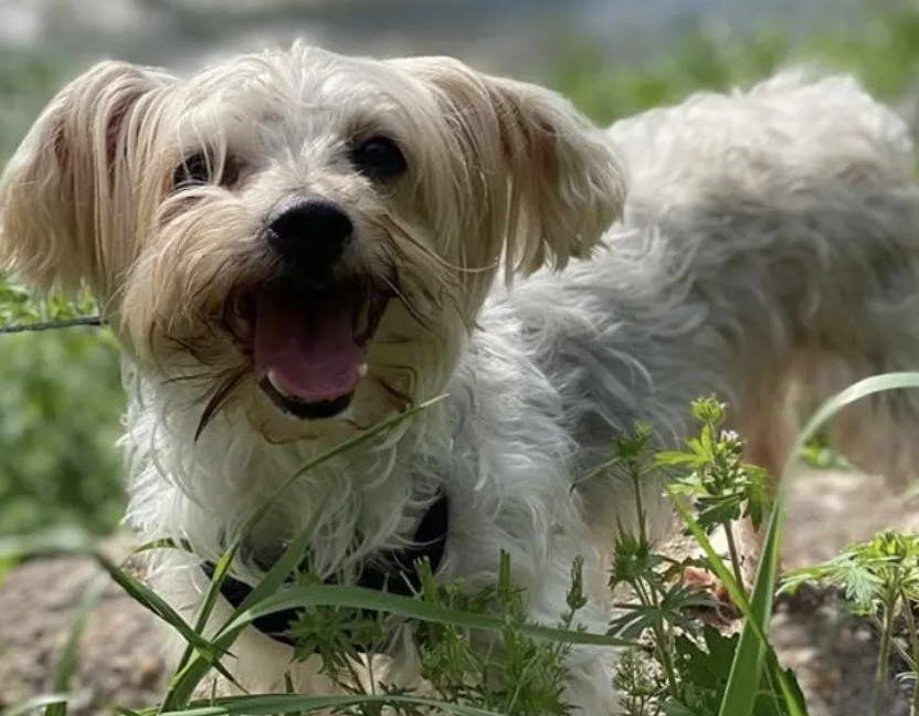 Maltese Silky Terrier