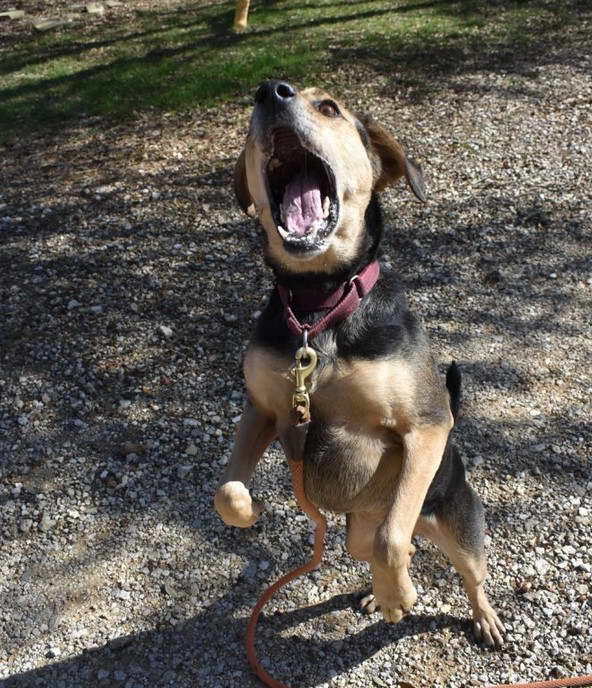 Manchester Terrier Beagle Mix