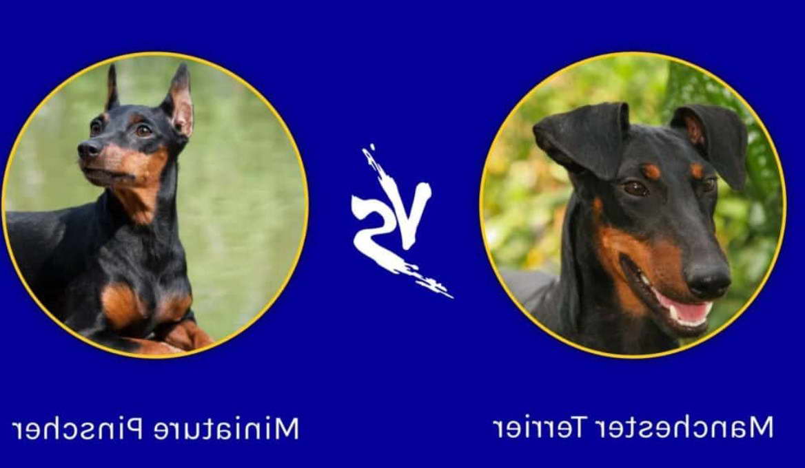 Manchester Terrier vs Doberman