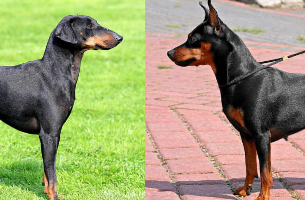 Manchester Terrier vs Miniature Pinscher