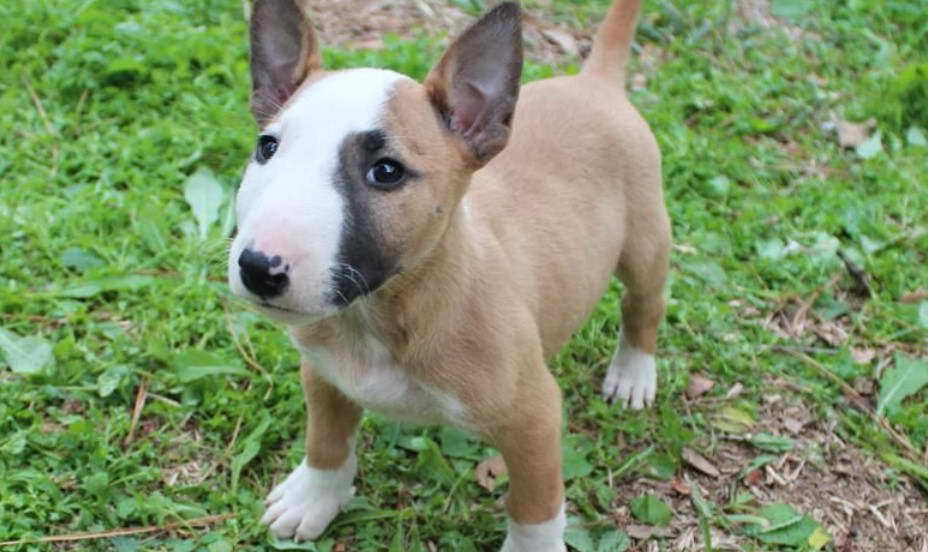 Mini Bull Terrier Adoption