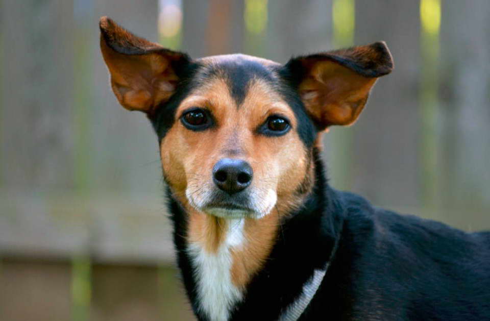 Mini Pinscher Terrier Mix