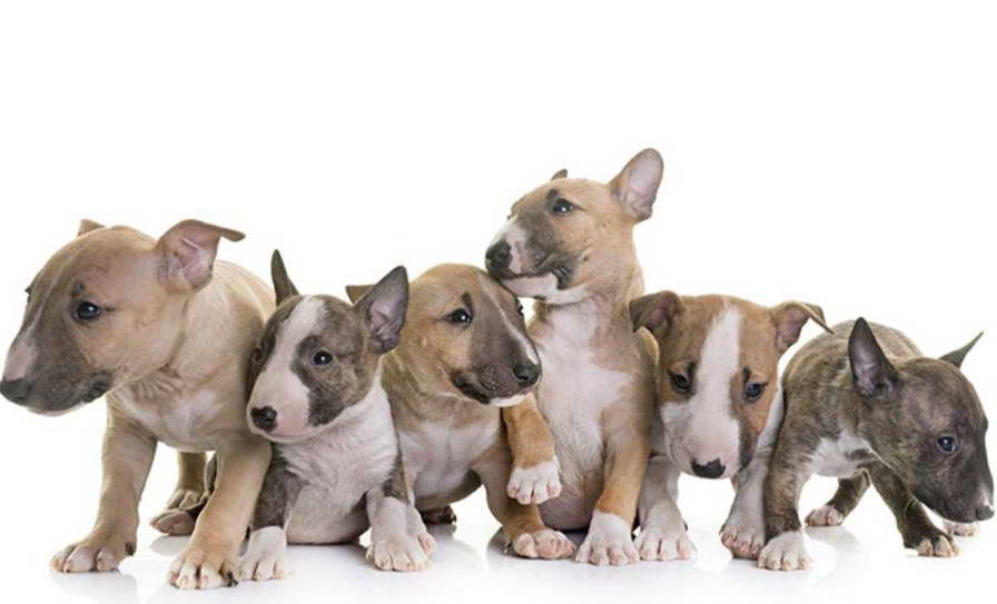 Miniature Bull Terrier For Sale in Florida