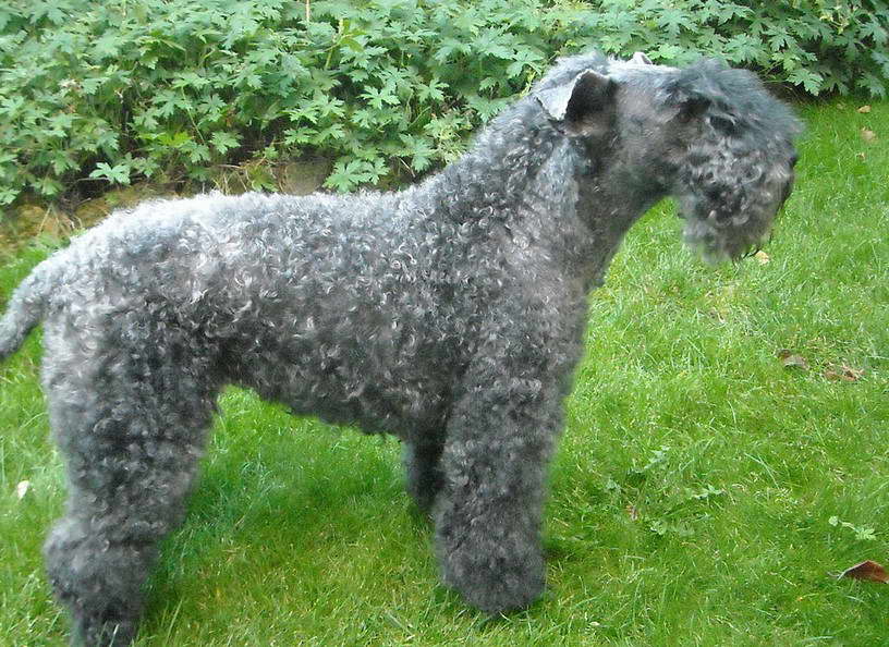 Miniature Kerry Blue Terrier