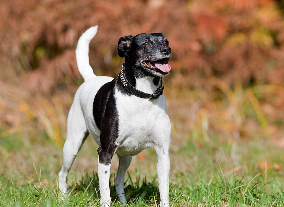 Miniature Pinscher Jack Russell Terrier Mix