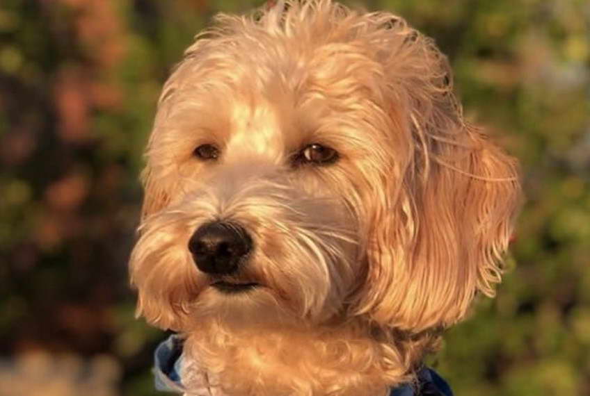 Miniature Poodle Terrier Mix