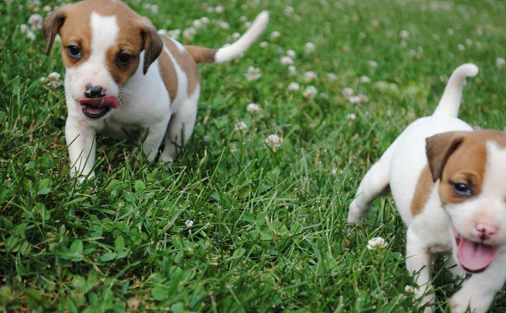 Mountain Feist Terrier