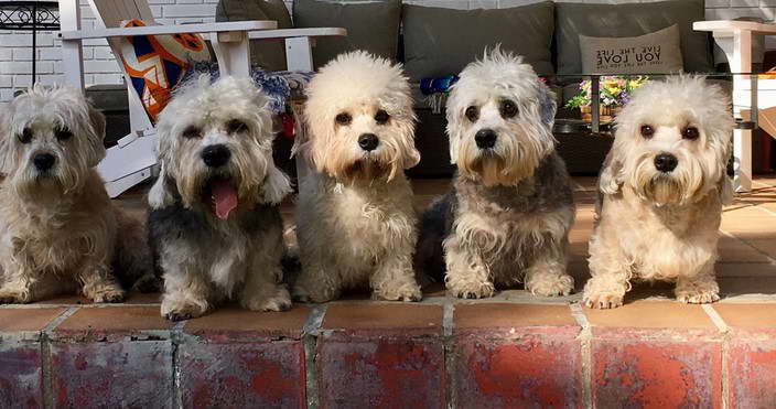 Mustard Dandie Dinmont Terrier