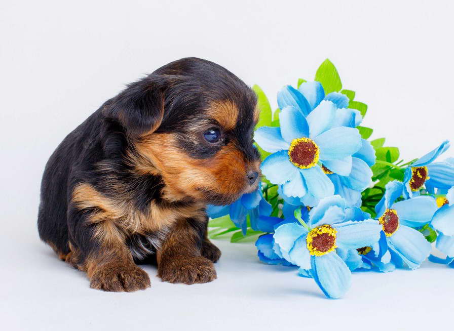 Newborn Yorkshire Terrier