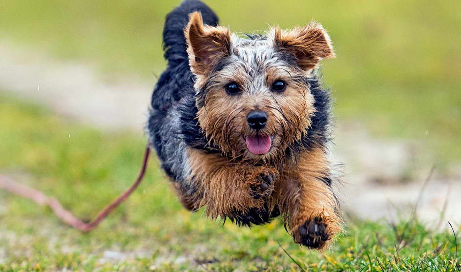 Norfolk Terrier Adoption