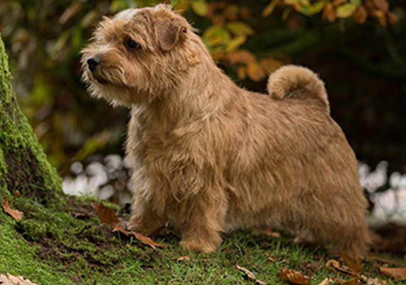 Norfolk Terrier Pictures