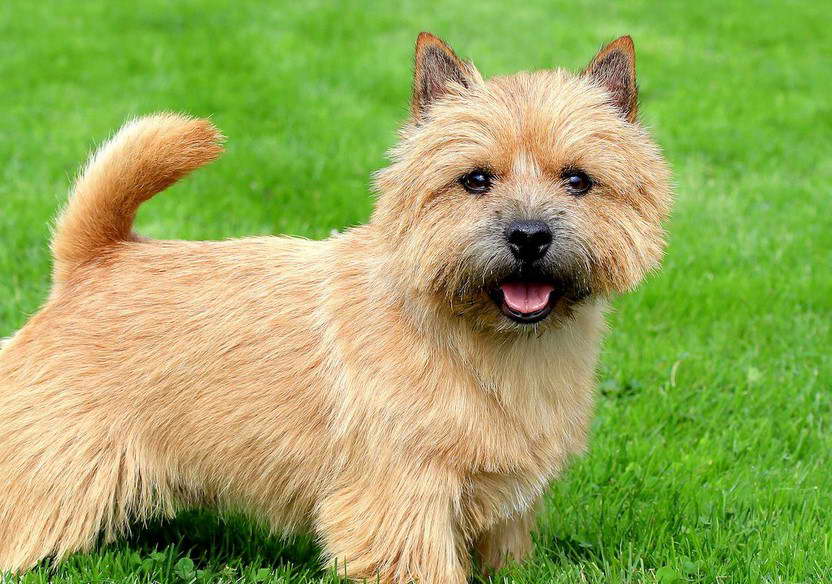 Norwich Terrier Club of America