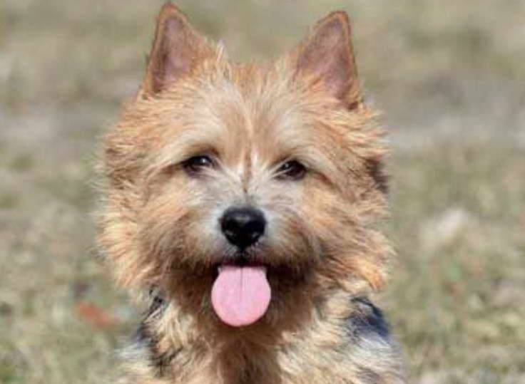 Norwich Terrier Cost