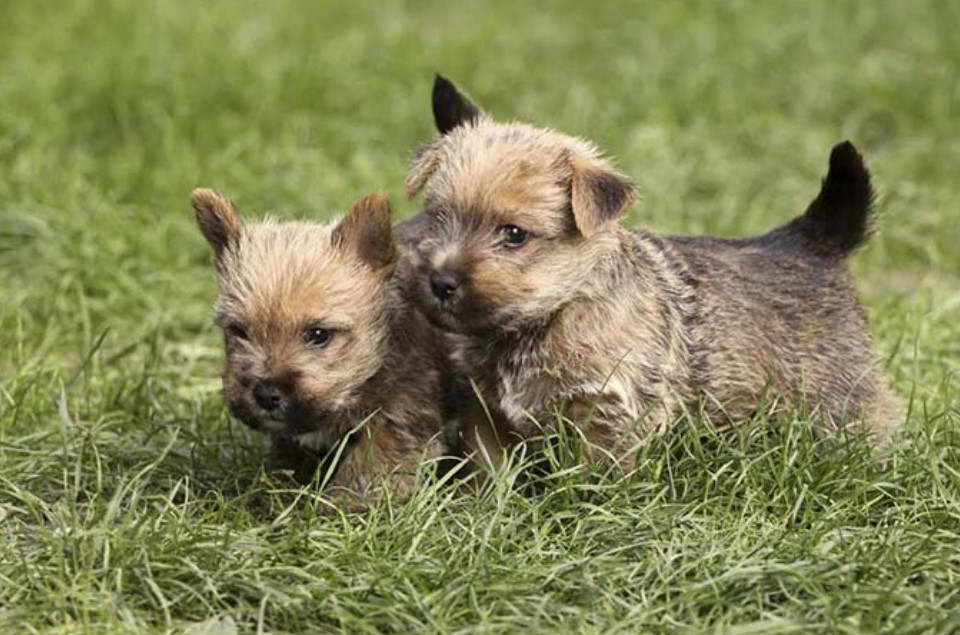 Norwich Terrier vs Cairn Terrier