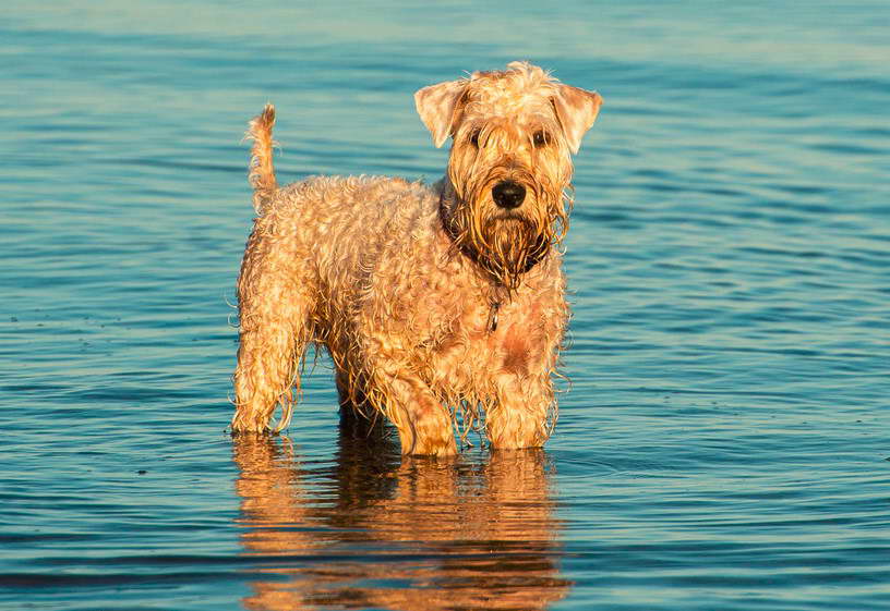 Oldest Wheaten Terrier Ever